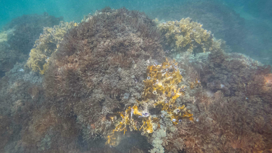 Il corallo arancione torna a Bagnoli nonostante l'inquinamento