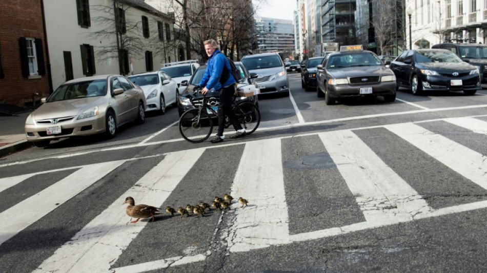M&uuml;nchner Feuerwehr bringt 15-k&ouml;pfige Entenfamilie von Dachterrasse in Schlosspark