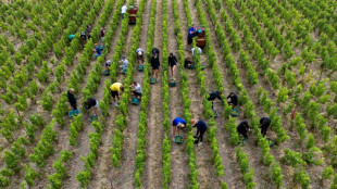 Heat forces French champagne makers to stiffen their drink