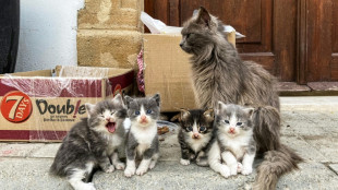 Vier tote Katzen in Altkleidercontainer in Baden-W&uuml;rttemberg entdeckt