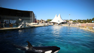 Marineland vise un transfert des orques et dauphins en Espagne avant fin juin