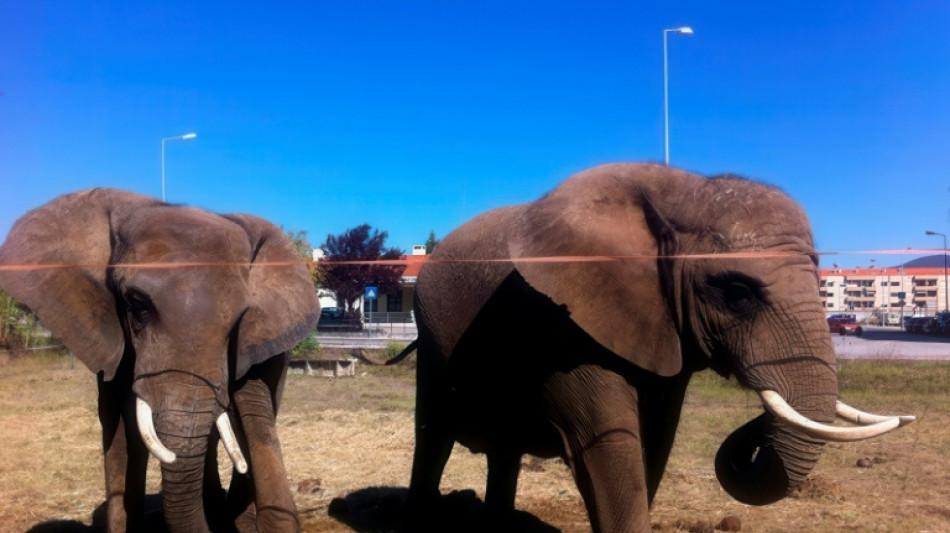 Portugal's last circus elephant becomes pioneer for European exiles