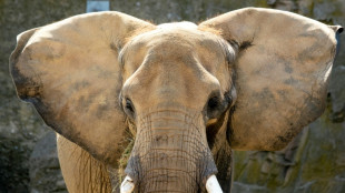Ein Elefant vergisst nie: Studie best&auml;tigt sprichw&ouml;rtliches Elefantenged&auml;chtnis