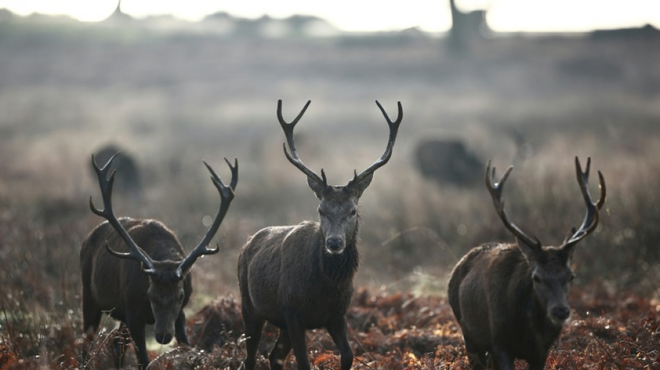 Rothirsch ist Wildtier des Jahres 2026