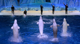 Canadá bloquea exportación de ballenas beluga a China